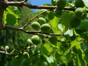 Food Growing in Our Garden