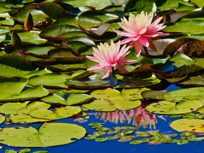 Water lilies