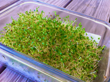 growing your own sprouts