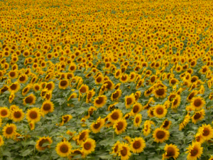 Poem by Jena Strong: What if?