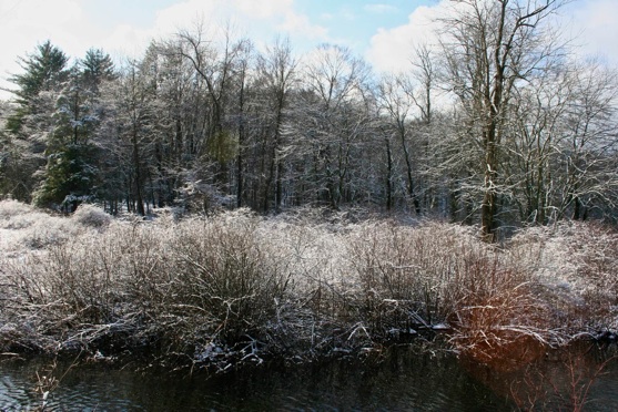 snow on reeds-PollyCastor.com