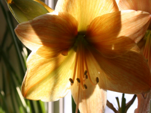 Our New Amaryllis