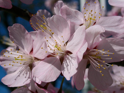 Peach blossoms-PollyCastor.com