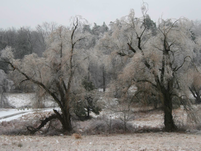 Icy trees-www.PollyCastor.com