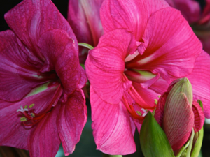 Today’s “Nostalgia” Poem