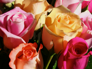My New Poem: Nipping it in the Bud?