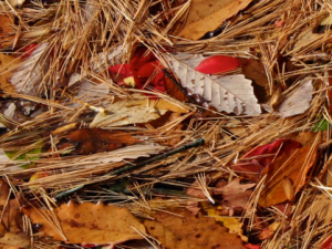 Move Over Rudyard Kipling