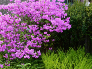 Photos of Azaleas