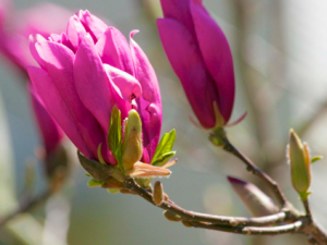 Photos of Magnolias