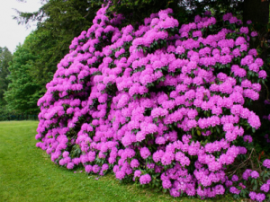 Rhododendron Photos