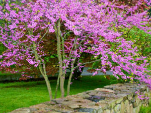 Red Bud Photos