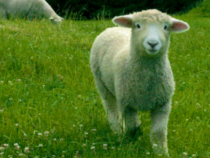 Lamb Photos