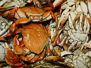 Hope for the Ocean’s Seafood