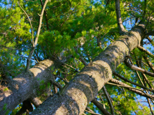 Growing New, Not Old