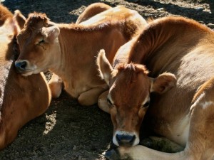Bovine Bliss