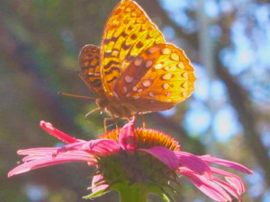 Photos from My Morning Walk