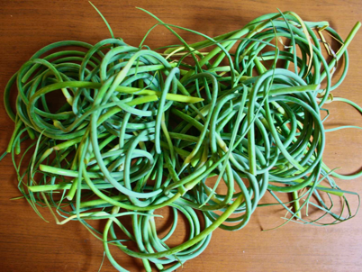 Garlic scapes