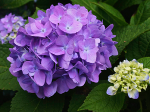 At last: Photos of Hydrangeas in Our Yard!