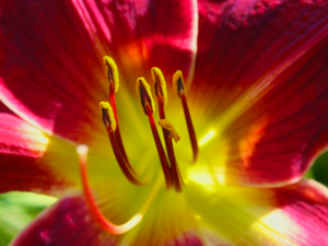 Photos of Lilies