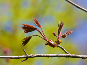 Photos of Leaf-buds