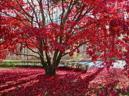Red maple tree in fall