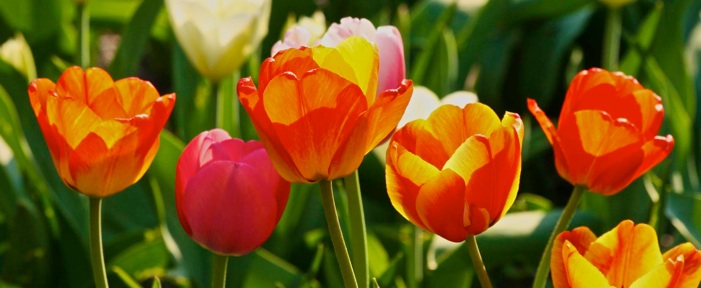 tulips