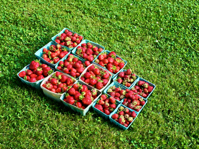 Strawberries