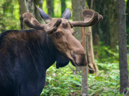 A moose in Maine