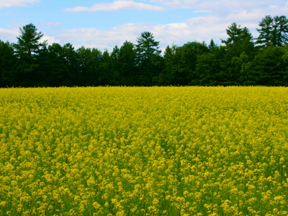 field of yellow