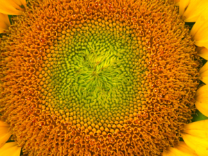 Sunflower Close-ups