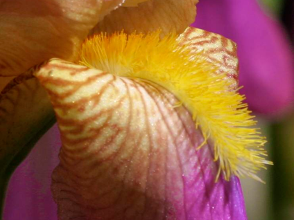 Iris petal