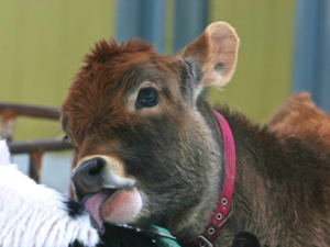 More Bovine Bliss