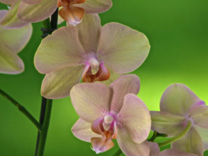 Photos of Orchid in Full Bloom