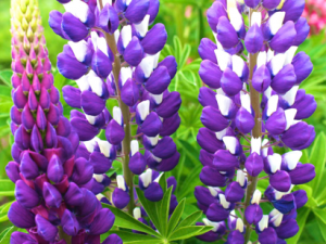 Photos of Lupine