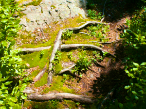 Poem: Isle au Haut