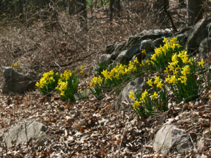 Photos of Early Daffodils