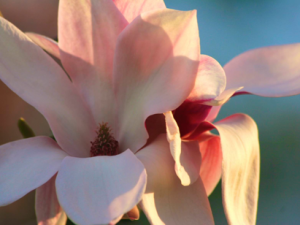 Photos of Magnolias
