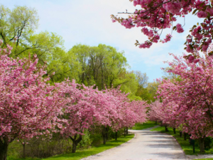 Photos of Flowering Trees