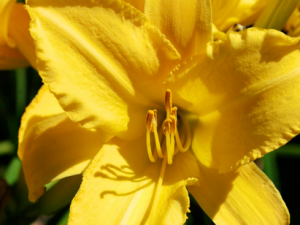 Lily Photos