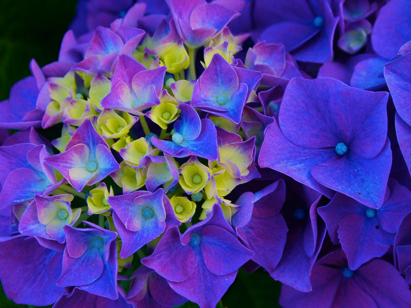 Hydrangeas