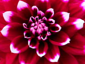 Dahlia Photos