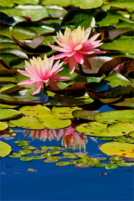 Water lilies