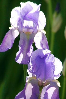 Grape iris