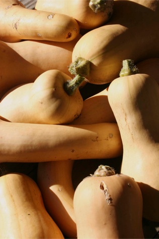 butternut squash