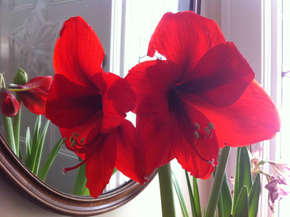 Red amaryllis