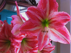 Photos of our Current Amaryllis