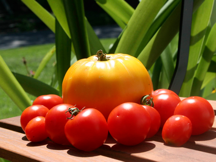 organic tomatoes