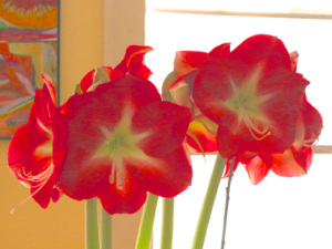 January Amaryllis