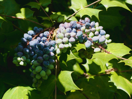 Virginia Creeper