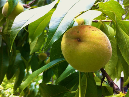 Keeping squirrels out of peach trees